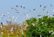 Evento internacional: Governo de MS mobiliza secretarias e vai contribuir com uma série de ações na COP15