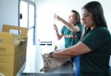 Atendimento veterinário gratuito chega aos bairros com início da agenda do Consultório Móvel em Campo Grande