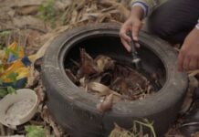 Governo lança operação emergencial contra chikungunya em Dourados com vacinação e mutirão nas casas