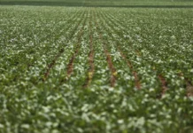 Reunião com bancada do agro termina sem acordo sobre dívidas rurais