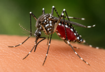 Boletim Epidemiológico: MS registra 9.686 casos confirmados de chikungunya