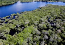 Alertas de desmatamento na Amazônia caem 35% em junho de 2026