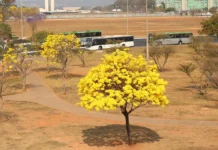 Chuva e baixa umidade colocam Centro-Oeste sob três alertas nesta quarta-feira