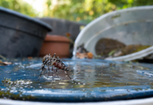 Boletim Epidemiológico: MS registra 9.832 casos confirmados de chikungunya