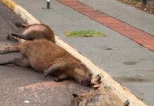 Três capivaras são encontradas mortas após atropelamento na Afonso Pena